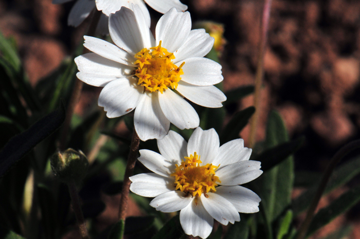 Melampodium leucanthum, Plains Blackfoot Daisy